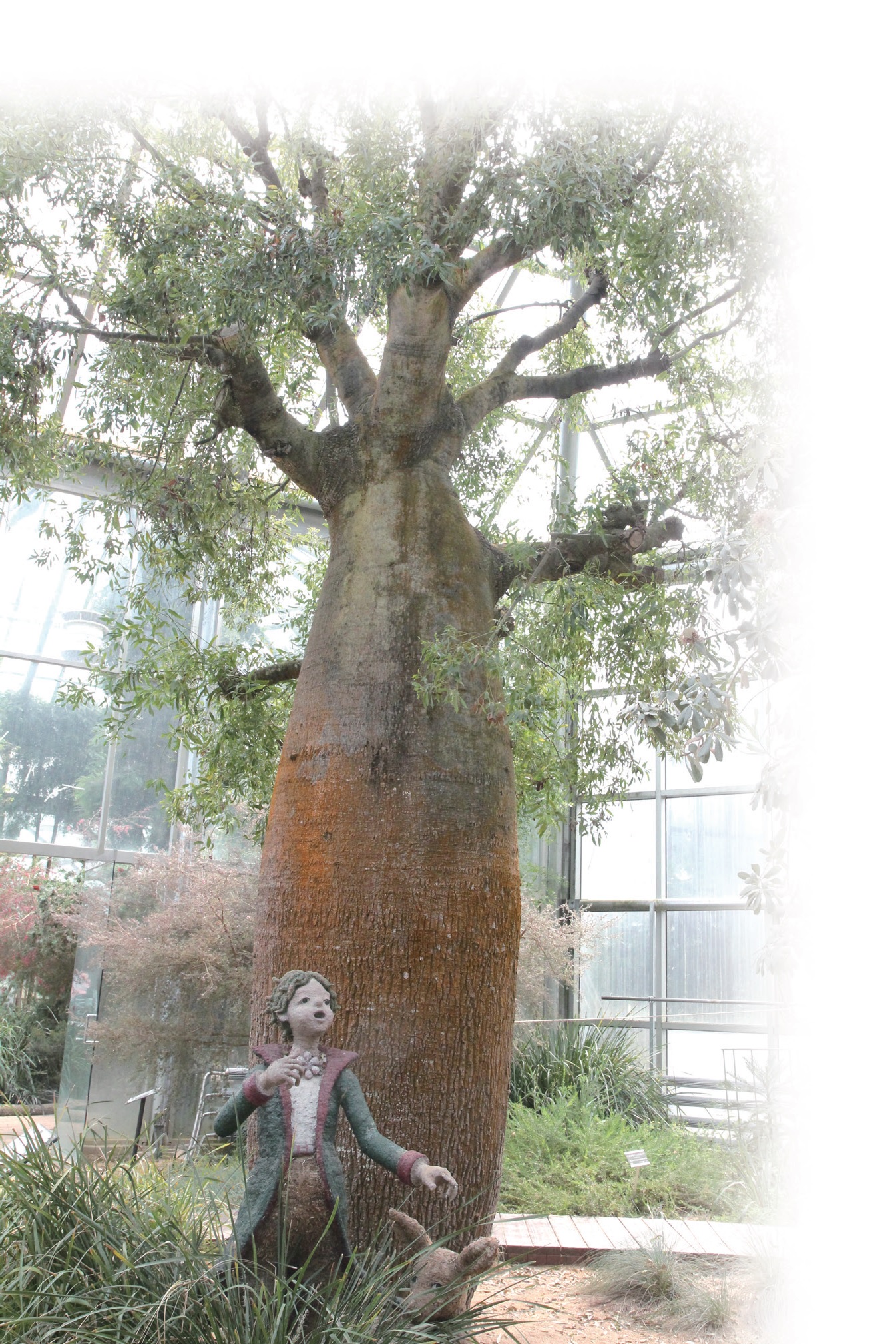 한택식물원의 바오바브나무