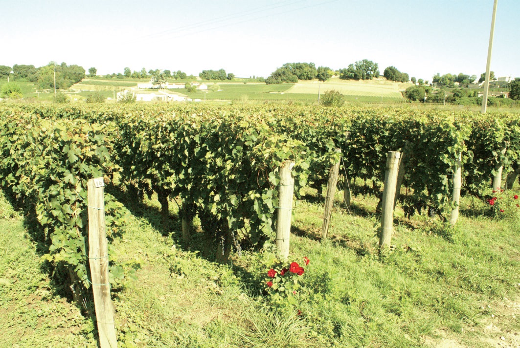 보르도 포도밭은 온통 자갈밭에 거칠고 메마른 땅이었지만 이 같은 토양은 와인의 주품종이 되는 포도를 재배하기에는 더없이 좋은 환경이라고 한다.
