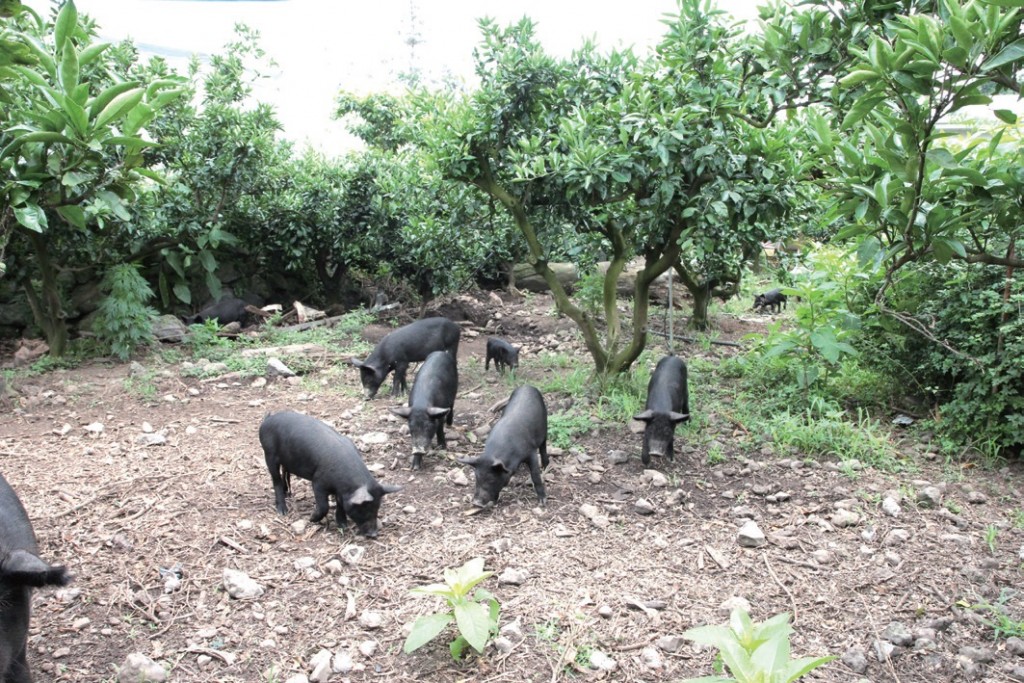 흑돼지가 풀을 뜯으며 자연스럽게 제초작업을 한다.