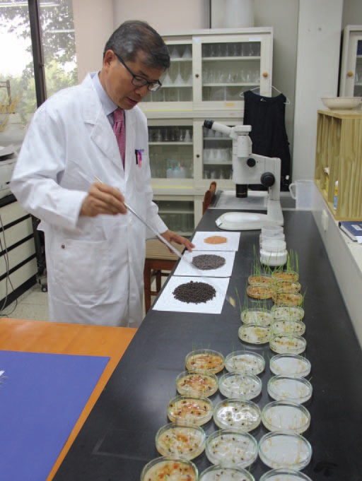 박광호 교수가 개발한 철분코팅 기술로 만든 볍씨와 일반 볍씨를 비교하고 있다.