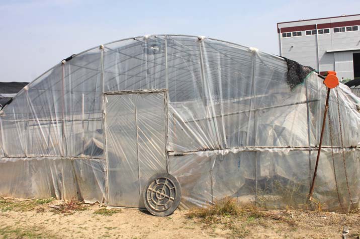 김선일 씨는 첨단시설이 아닌 예전 비닐하우스를 활용해 내실있는 농업을 실천한다.