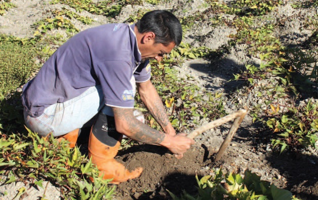 마오리족 전통방식으로 고구마를 수확하고 있다.