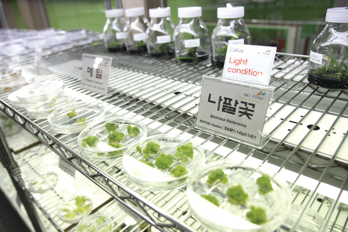 식물세포 배양기술을 활용하여 토종씨앗을 보존하는 연구도 지속하고 있다.