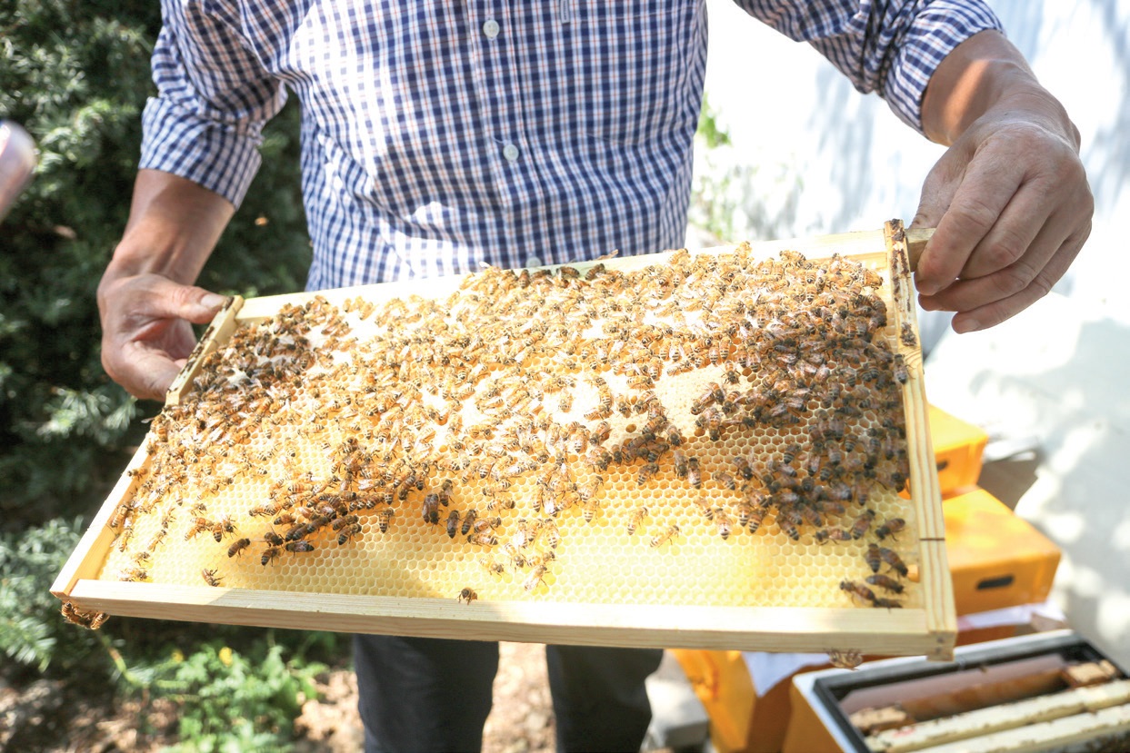 김준권 씨는 벌들이 뱃속에 꿀을 가득 품고 부지런히 일하는 모습을 바라보면 자연스럽게 삶을 긍정하게 된다고 한다.
