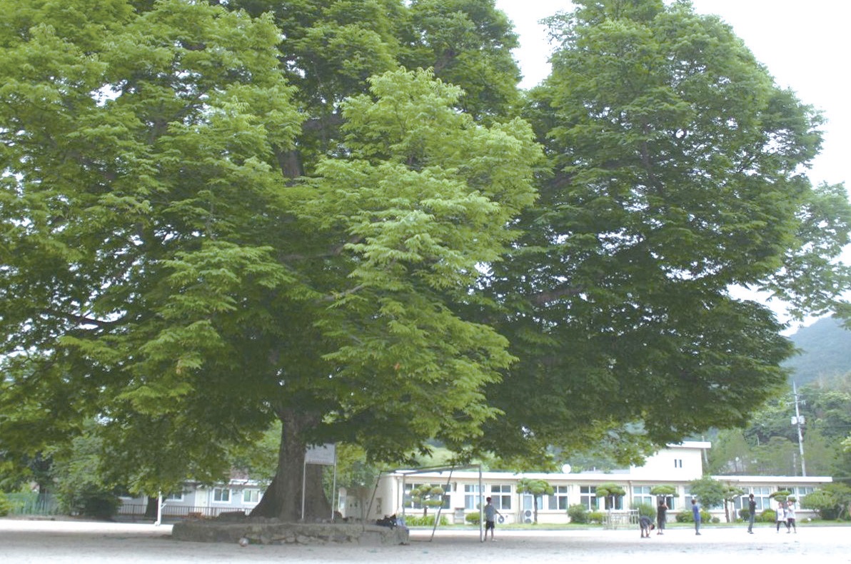 마을의 중심, 소호분교 마당에 자리한 500년 된 느티나무. ⓒ소호산촌유학센터