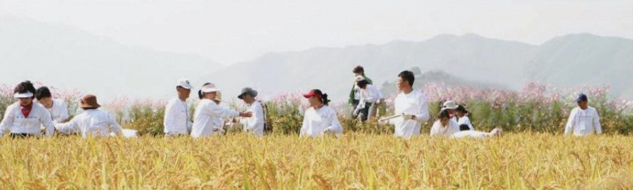 2006년, 금강산 삼일포협동농장에서 진행한 통일벼 베기 행사. ⓒ통일농수산사업단