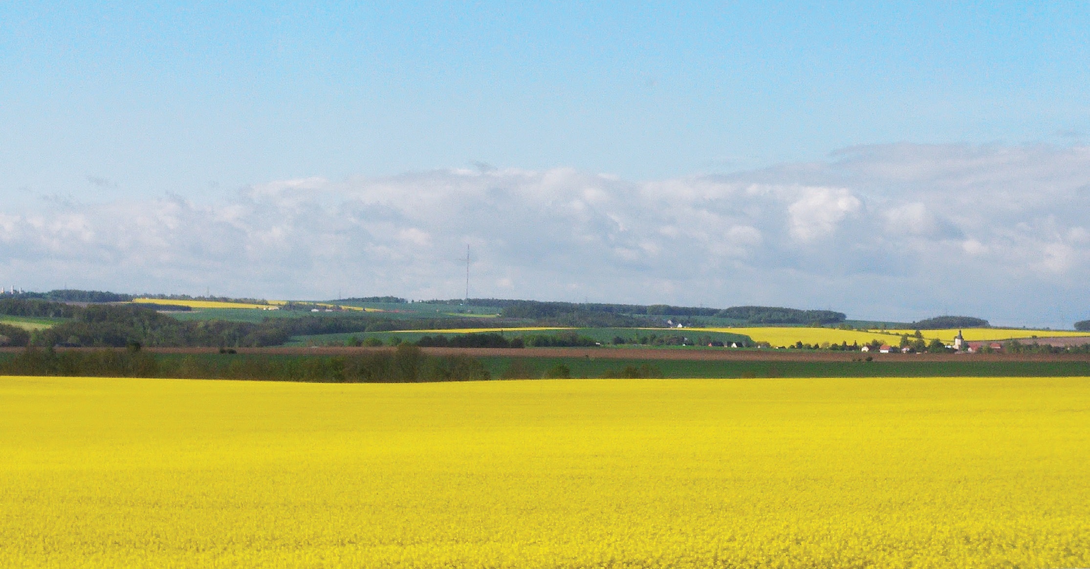독일 아우토반(고속도로) 위를 달리다 보면, 끝없이 펼쳐진 노란 유채밭을 만날 수 있다.
