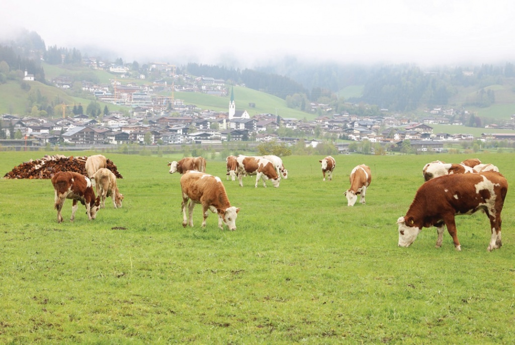 독일에서는 보통 1ha(3000평)당 소 1마리를 키우게 되어있다. ⓒ대산농촌재단
