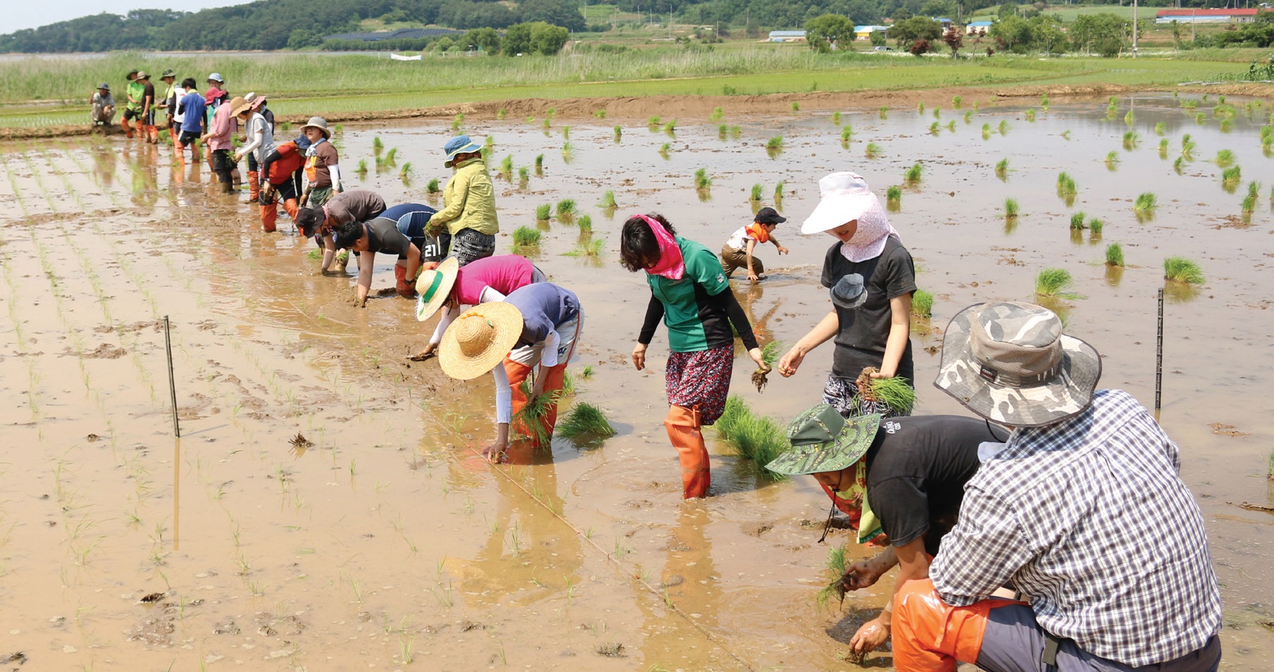 충남 홍성군 농민들이 지역 학생들과 함께 모내기하는 모습. ⓒ협동조합젊은협업농장