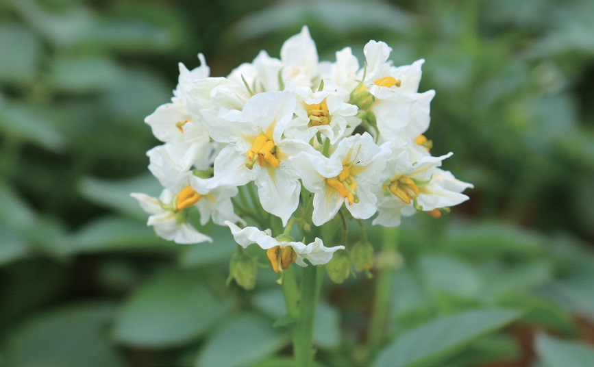 감자 속이 하얀 ‘단오’는 꽃도 흰색이다.