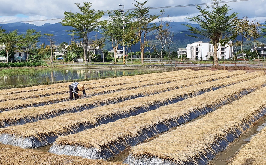 션꺼우 마을의 대표 농산물은 쌀이다.