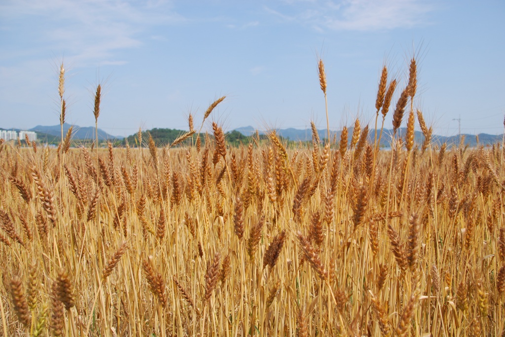 식량 원조로 시작된 미국산 밀의 대규모 수입으로 국내 밀 생산 기반이 무너졌다. 사진은 전남 구례군 최성호 씨의 밀밭.