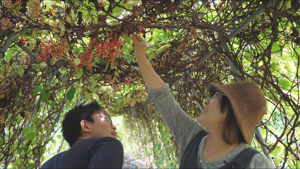 17년 전 경북 봉화 산골로 귀농한 김현희 씨(오른쪽)가 오미자밭에서 이재덕 기자에게 오미자나무 가지치는 법을 설명하고 있다. ⓒ경향신문 석예다 PD