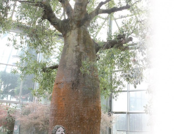 한택식물원의 바오바브나무