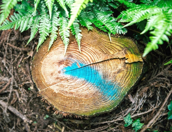 크기도 모양도 빛깔도 제각각 베어진 삼나무 그루터기마다 파란색 페인트가 뿌려져 있다. 나무가 쓴 ‘역사’인 나이테에는 비자림로의 30년이
고스란히 새겨져 있다.