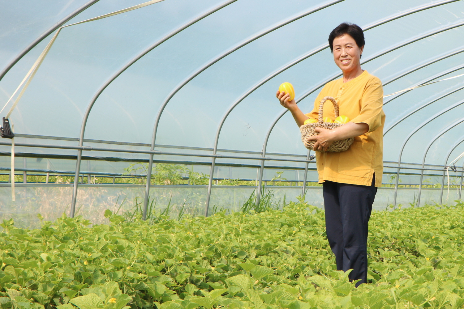 경북 성주군, 1990년부터 농사를 시작한 윤금순 씨는 ‘껍질째 먹을 수 있는’ 유기농 참외를 재배하고 있다.