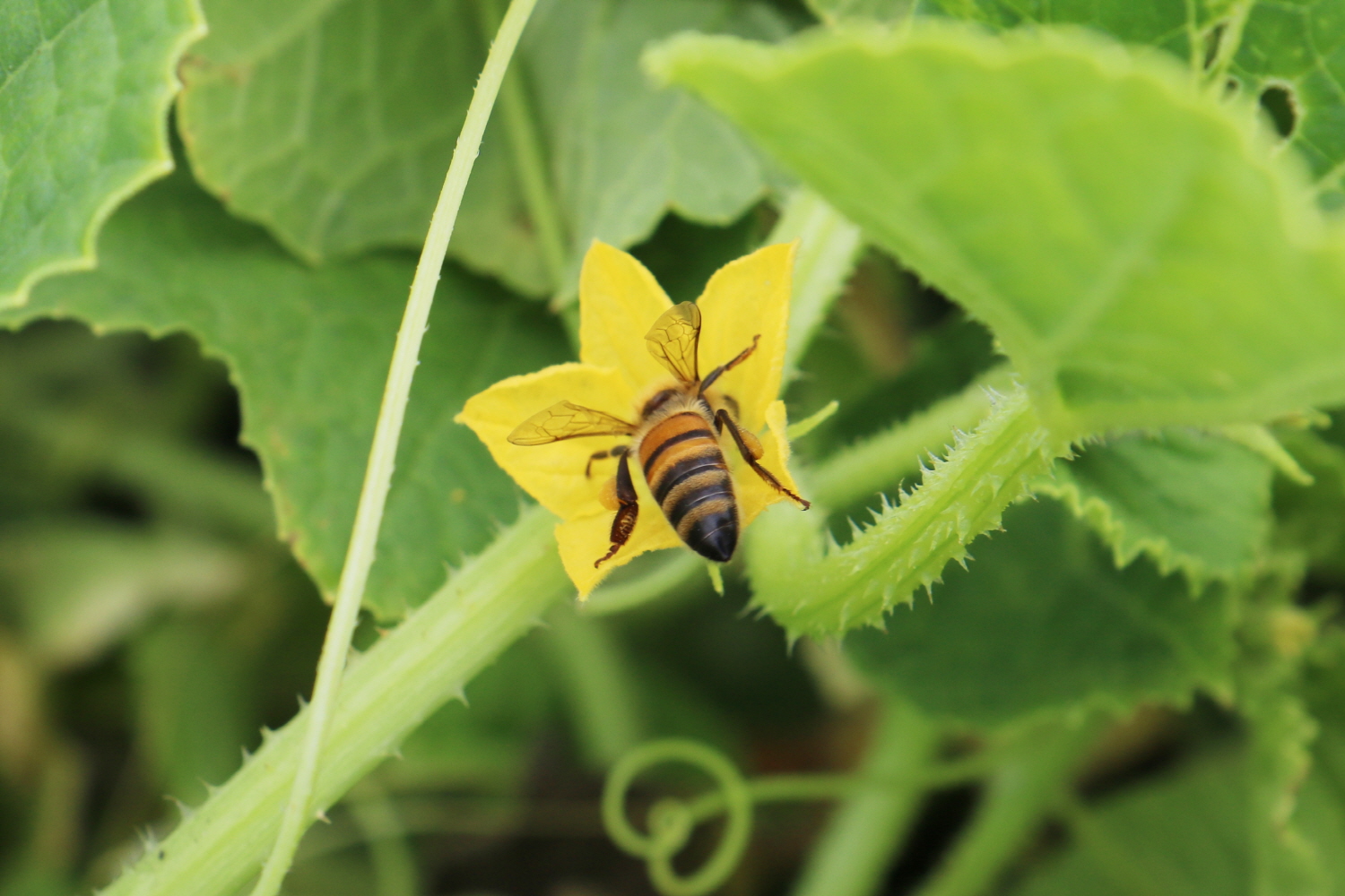참외밭에서 발견한 꿀벌. 벌은 꿀을 얻고, 꽃은 열매를 맺는다.