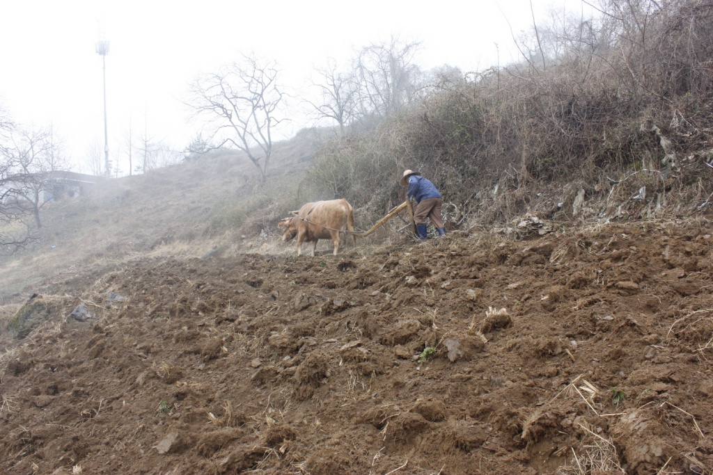 소를 몰고 밭을 가는 농민. 2015년 초에 찍은 사진으로, 이제는 옥천에서도 쉽게 보기 어려운 풍경이다.