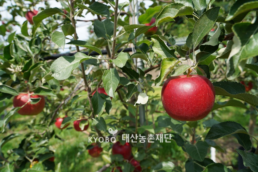 경북 봉화군 ‘바람꽃농원’에서 키우고 있는 ‘아리수’.