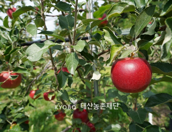 경북 봉화군 ‘바람꽃농원’에서 키우고 있는 ‘아리수’.