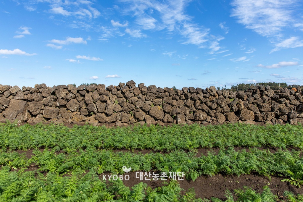 ‘제주 밭담’은 2014년 FAO 세계중요농업유산(GIAHS)으로 등재되었다.