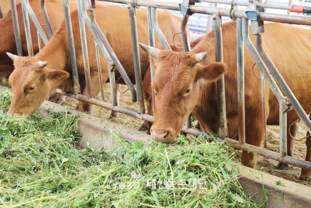평화나무농장의 생태 보존과 순환의 중심이 되는 소. 농장 내의 풀 과 농산 부산물을 먹이고 그 소에게서 나오는 분뇨를 발효시켜 밭 에 거름으로 쓴다. 생명역동농업을 실행하기 위해서도 소는 꼭 필 요하다.
