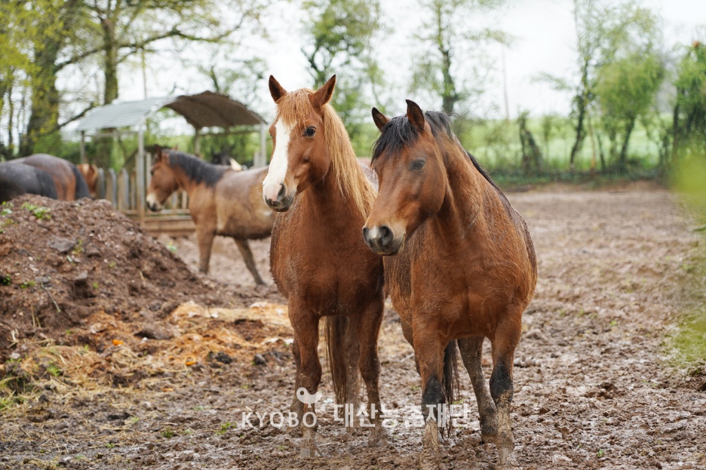 보통의 승마장과 달리, 말들을 칸칸이 격리하지 않고 자연스럽게 무리 지어서 살도록 한다
