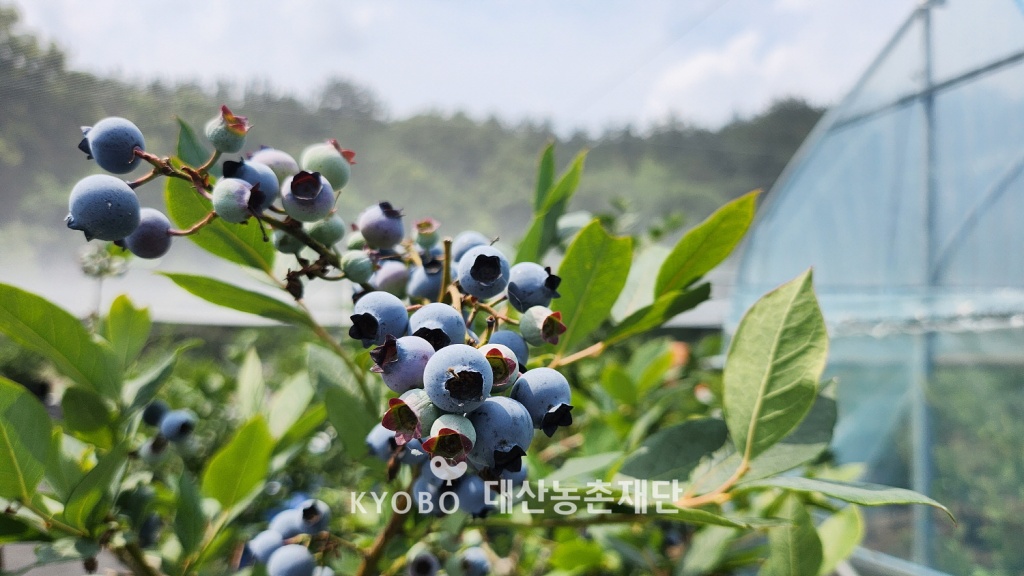동동바구농장에서는 블루베리를 소비자가 직접 수확하는 PYO 방식 으로 판매한다.