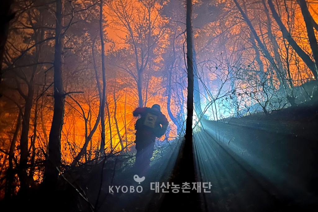 경북 김천시 산불 현장에서 공중진화대원이 불길 속으로 진입하고 있다.