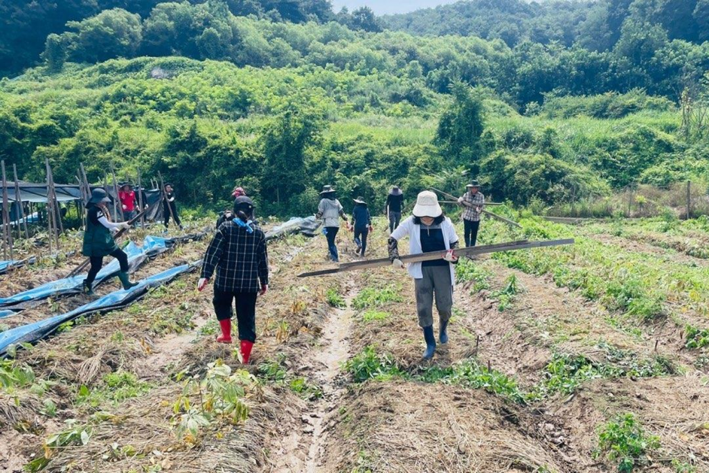 2023년 8월, 집중호우로 큰 피해를 입은 경북 예천군 인삼 농가의 일손을 돕는 국립종자원 직원들. ⓒ농림축산식품부 