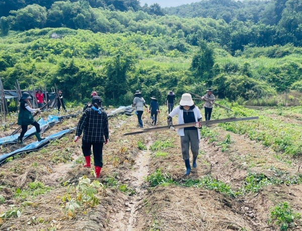 2023년 8월, 집중호우로 큰 피해를 입은 경북 예천군 인삼 농가의 일손을 돕는 국립종자원 직원들. ⓒ농림축산식품부