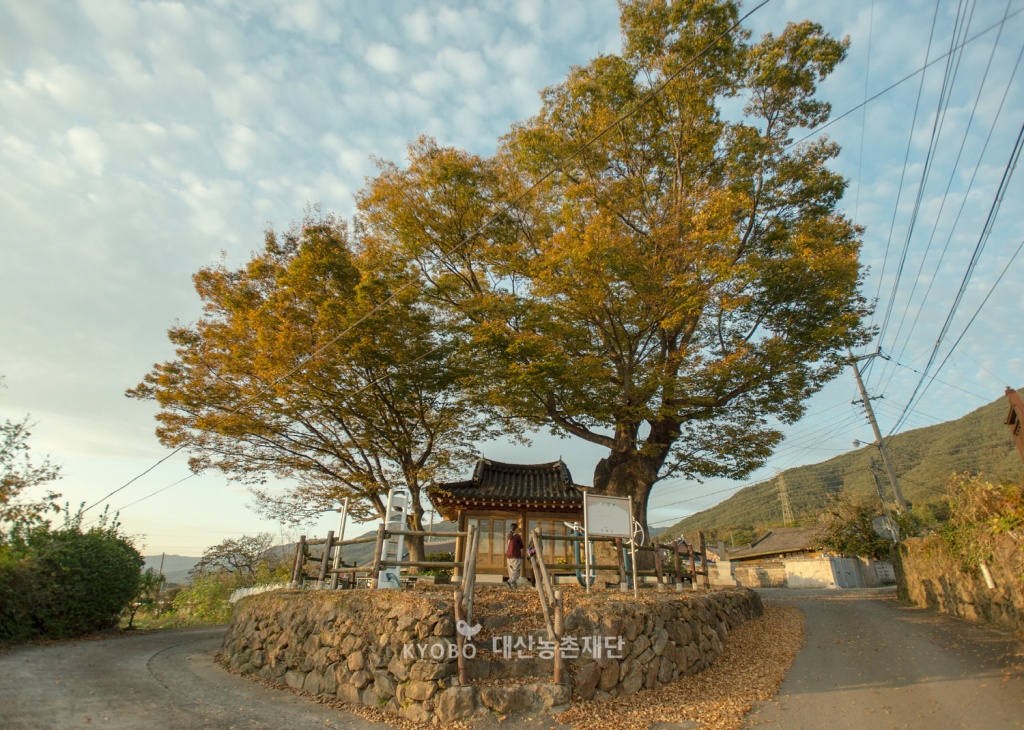 당산나무는 성스러운 존재로 마을 사람들의 공경을 받았다.(전남 구례군 수한마을