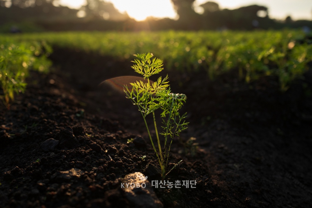검은 제주 흙 위로 당근 싹이 고개를 내밀었다. 이파리마다 맺힌 이슬방울이 여명을 머금고 있다.