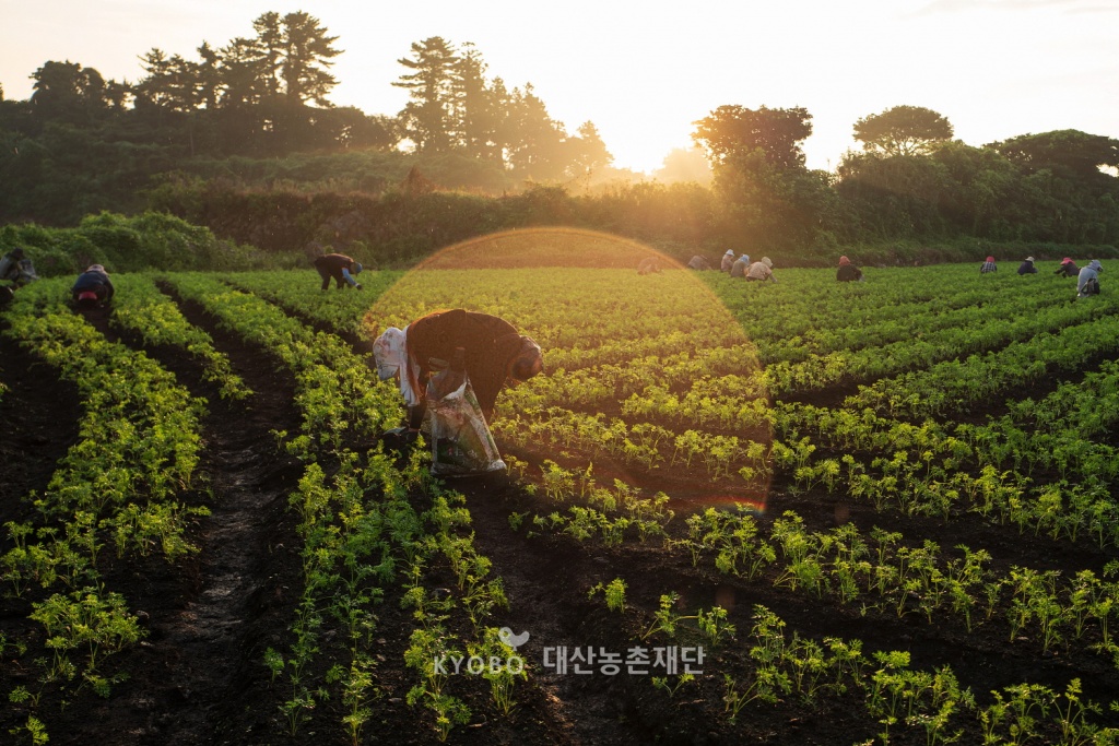 일찌감치 새벽밥 먹고 나온 이들이 당근밭에 앉아 ‘검질매기’에 나섰다. ‘검질매다’는 ‘김매다’의 제주 방언이다.