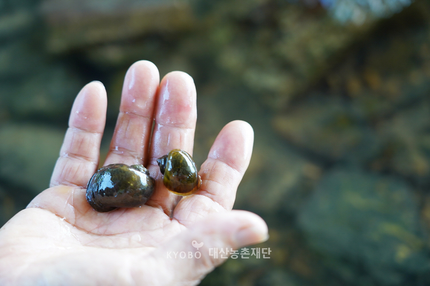 환경 벼농사 면적이 늘어나면서 학산천에 다양한 생물이 돌아왔다.